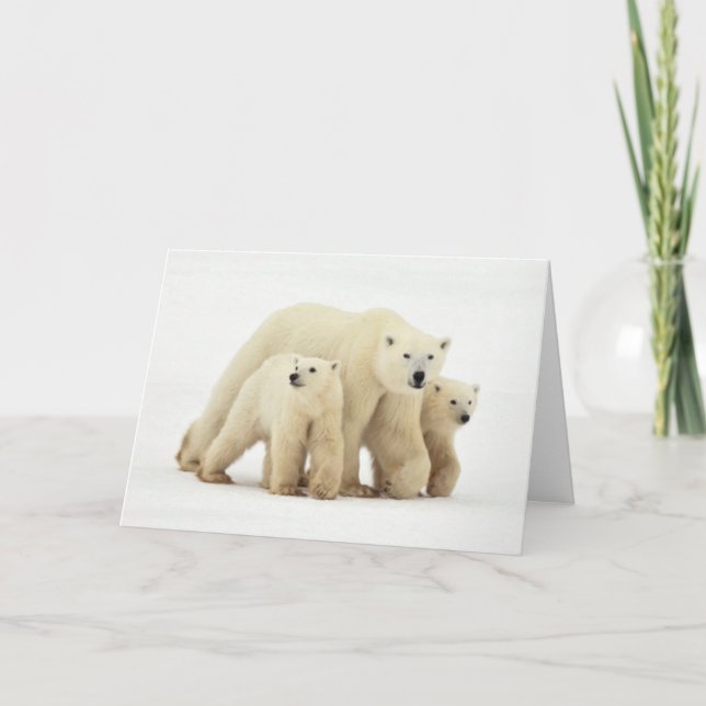 Cutest Baby Animals | Polar Bear Family Card (Front)