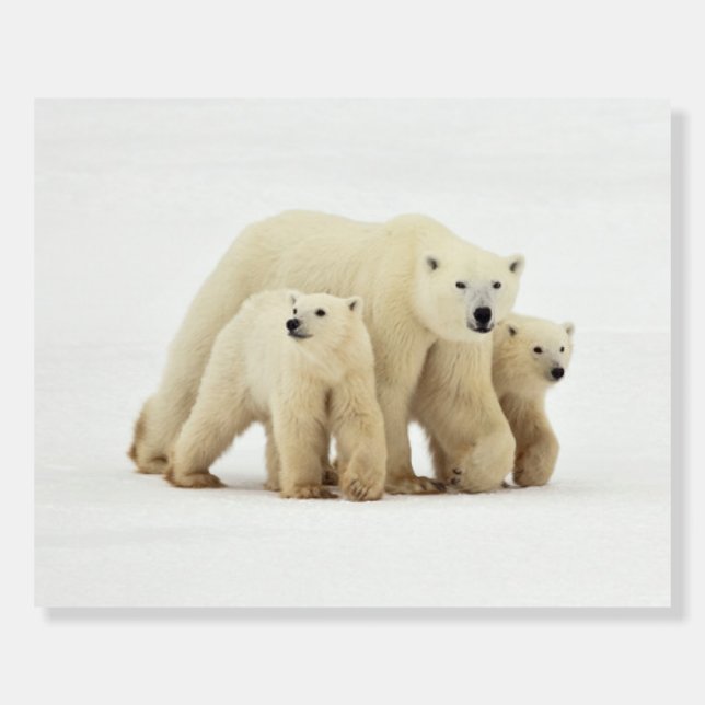 Cutest Baby Animals | Polar Bear Family Foam Board (Front)