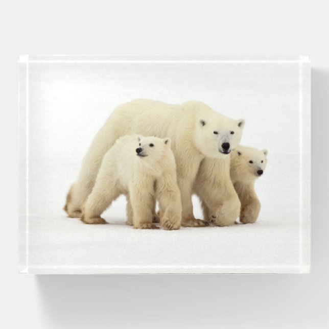 Cutest Baby Animals | Polar Bear Family Paperweight (Front)