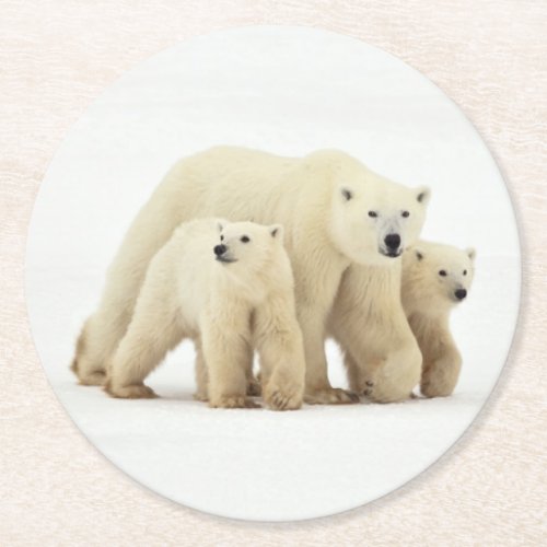 Cutest Baby Animals  Polar Bear Family Round Paper Coaster