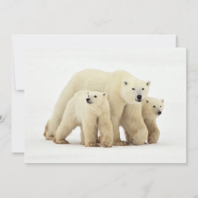 Cutest Baby Animals | Polar Bear Family Thank You Card (Front)