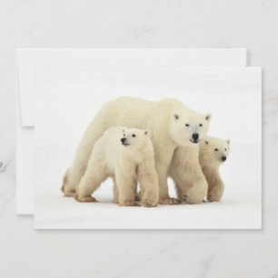 Cutest Baby Animals Polar Bear Family Thank You Card