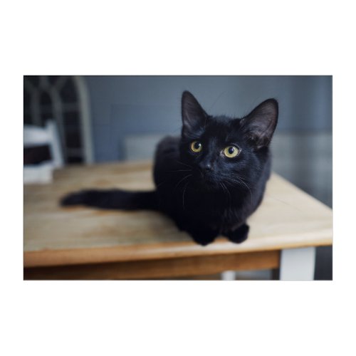 Cutest Baby Animals  Portrait of a Black Cat Acrylic Print