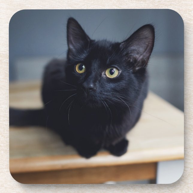 Cutest Baby Animals | Portrait of a Black Cat Beverage Coaster (Front)