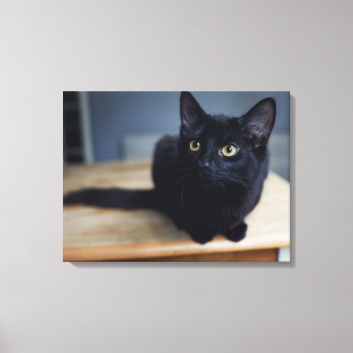 Cutest Baby Animals  Portrait of a Black Cat Canvas Print