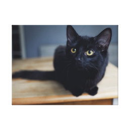 Cutest Baby Animals | Portrait of a Black Cat Canvas Print