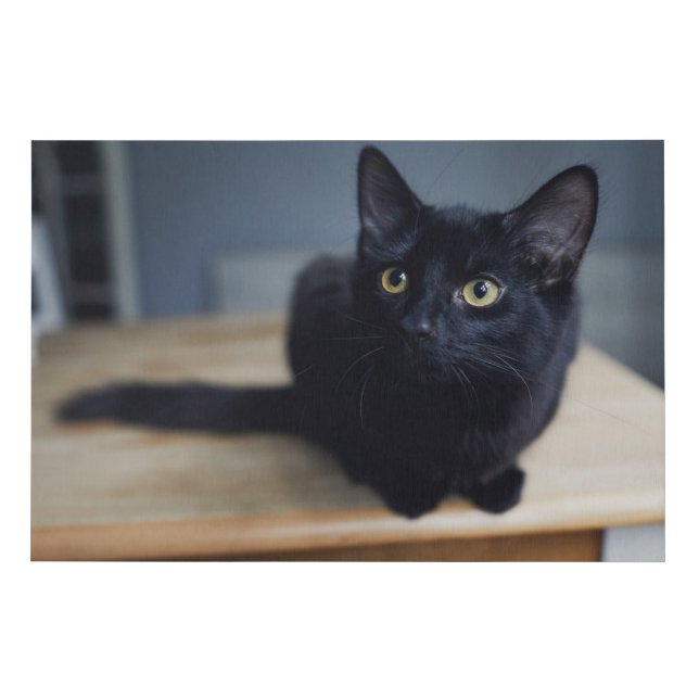 Cutest Baby Animals | Portrait of a Black Cat Faux Canvas Print (Front)