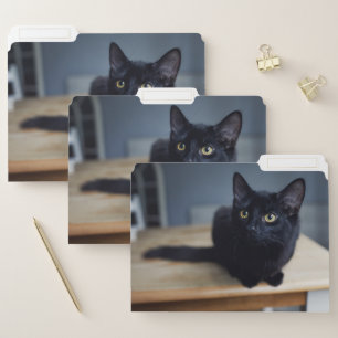 Cutest Baby Animals Portrait of a Black Cat File Folder