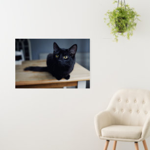 Cutest Baby Animals Portrait of a Black Cat Foam Board