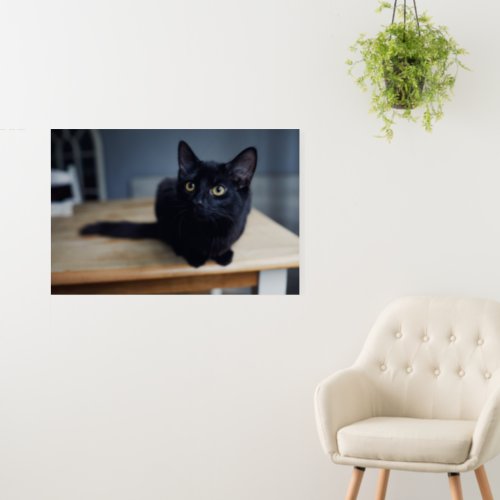 Cutest Baby Animals  Portrait of a Black Cat Foam Board