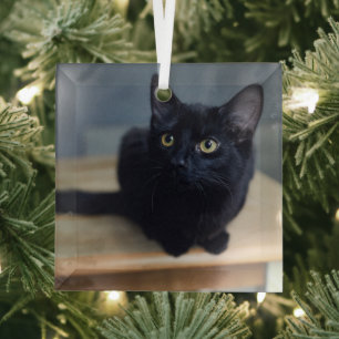 Cutest Baby Animals Portrait of a Black Cat Glass Ornament