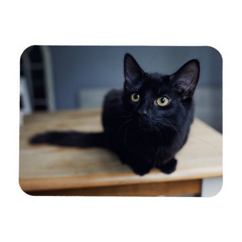 Cutest Baby Animals  Portrait of a Black Cat Magnet