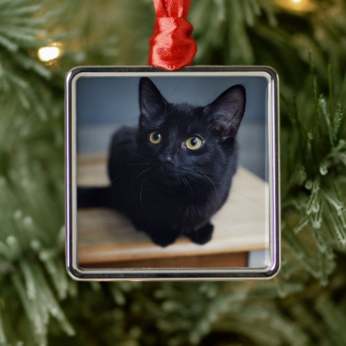Cutest Baby Animals  Portrait of a Black Cat Metal Ornament