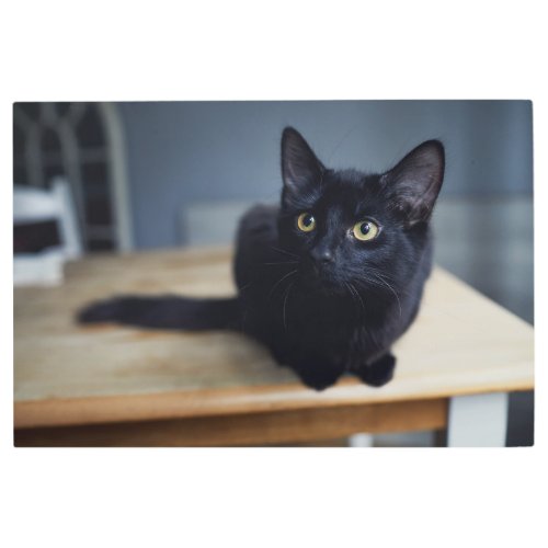 Cutest Baby Animals  Portrait of a Black Cat Metal Print