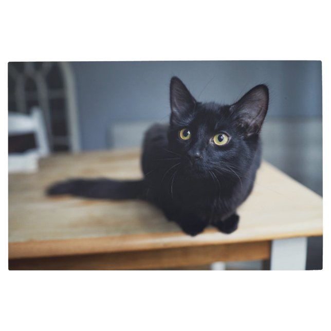 Cutest Baby Animals | Portrait of a Black Cat Metal Print (Front)