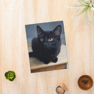 Cutest Baby Animals Portrait of a Black Cat Mini Binder
