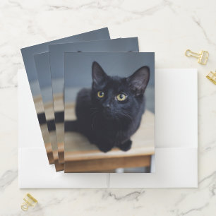 Cutest Baby Animals Portrait of a Black Cat Pocket Folder