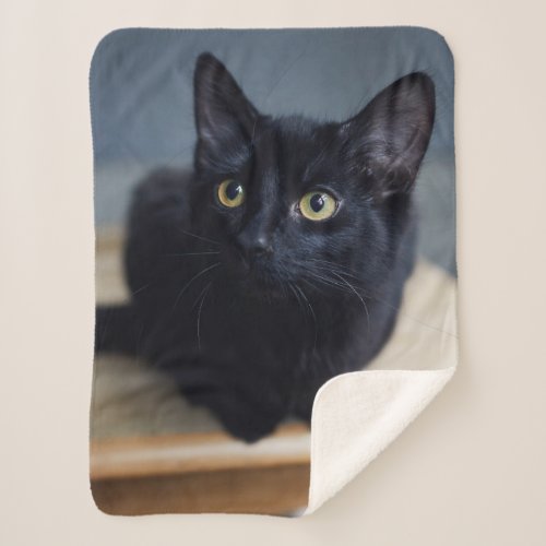 Cutest Baby Animals  Portrait of a Black Cat Sherpa Blanket