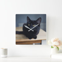 Cutest Baby Animals | Portrait of a Black Cat