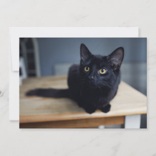 Cutest Baby Animals Portrait of a Black Cat Thank You Card