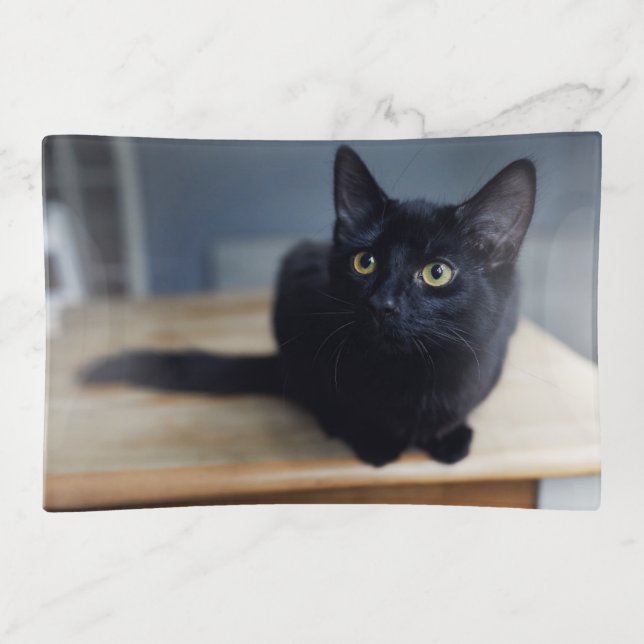 Cutest Baby Animals | Portrait of a Black Cat Trinket Tray (Front)