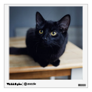 Cutest Baby Animals Portrait of a Black Cat Wall Decal