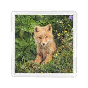 Cutest Baby Animals Red Fox at Umnak Alaska Acrylic Tray