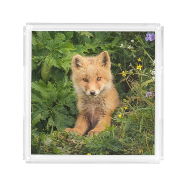 Cutest Baby Animals | Red Fox at Umnak Alaska Acrylic Tray (Front)