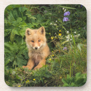Cutest Baby Animals Red Fox at Umnak Alaska Beverage Coaster