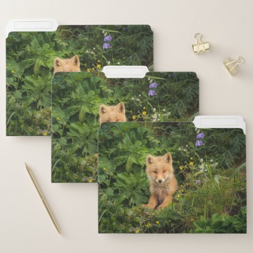 Cutest Baby Animals  Red Fox at Umnak Alaska File Folder