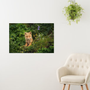 Cutest Baby Animals   Red Fox at Umnak Alaska Foam Board