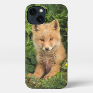 Cutest Baby Animals Red Fox at Umnak Alaska iPhone 13 Case