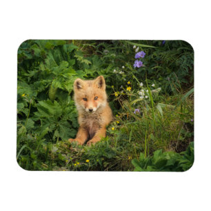 Cutest Baby Animals Red Fox at Umnak Alaska Magnet
