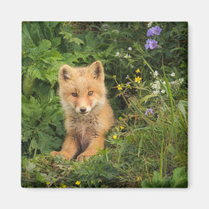 Cutest Baby Animals   Red Fox at Umnak Alaska Magnet