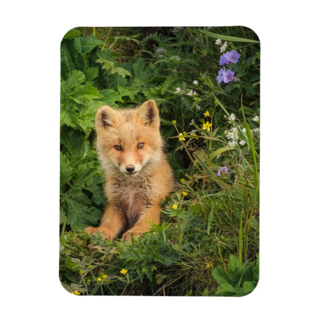 Cutest Baby Animals | Red Fox at Umnak Alaska Magnet (Vertical)