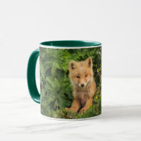 Cutest Baby Animals | Red Fox at Umnak Alaska
