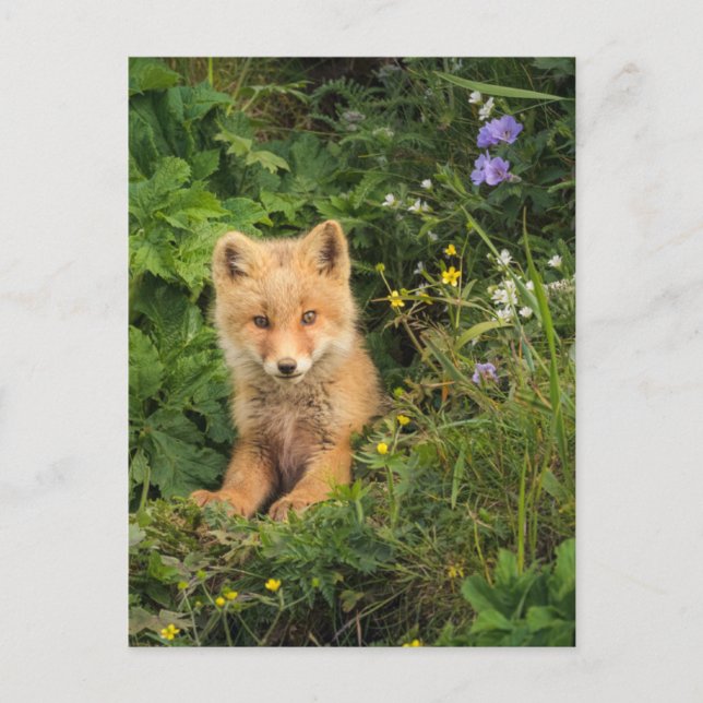 Cutest Baby Animals | Red Fox at Umnak Alaska Postcard (Front)