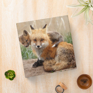 Cutest Baby Animals   Red Fox & Baby 3 Ring Binder