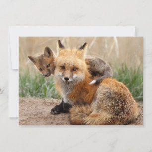 Cutest Baby Animals   Red Fox & Baby Thank You Card