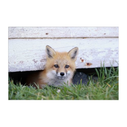 Cutest Baby Animals  Red Fox Kit Peeking Acrylic Print