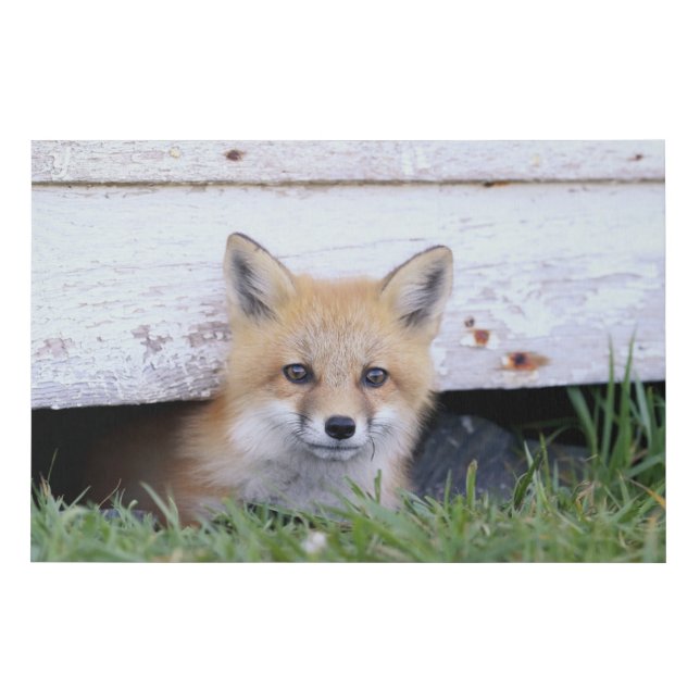 Cutest Baby Animals | Red Fox Kit Peeking Faux Canvas Print (Front)