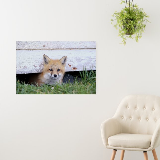 Cutest Baby Animals | Red Fox Kit Peeking Foam Board (In Situ (Wall))