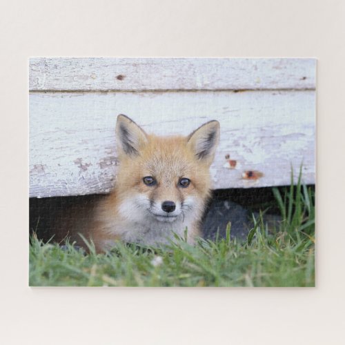 Cutest Baby Animals  Red Fox Kit Peeking Jigsaw Puzzle