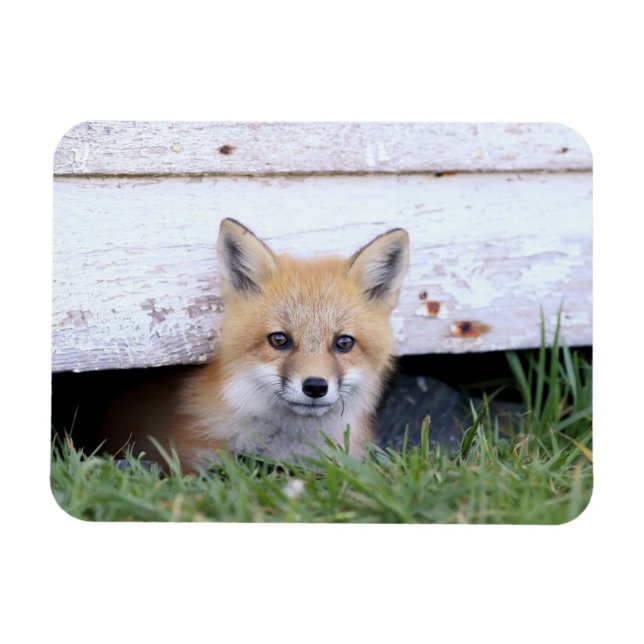 Cutest Baby Animals | Red Fox Kit Peeking Magnet (Horizontal)