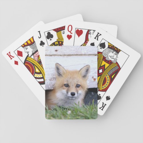 Cutest Baby Animals  Red Fox Kit Peeking Poker Cards