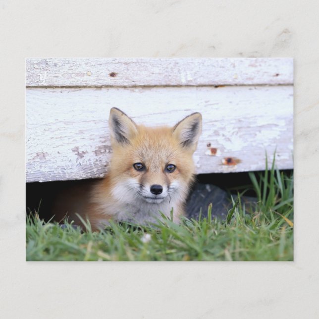 Cutest Baby Animals | Red Fox Kit Peeking Postcard (Front)