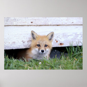Cutest Baby Animals Red Fox Kit Peeking Poster