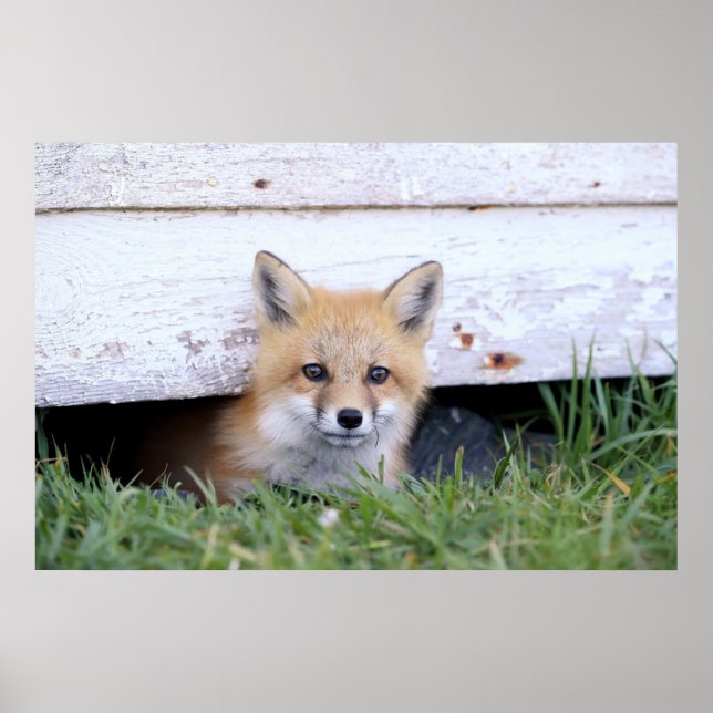 Cutest Baby Animals | Red Fox Kit Peeking Poster (Front)