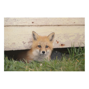 Cutest Baby Animals Red Fox Kit Peeking Wood Wall Art