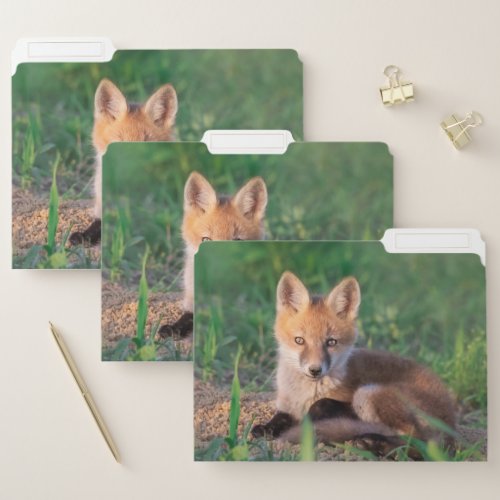 Cutest Baby Animals  Red Fox Kit Relaxing File Folder